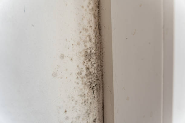 Mold Odor Removal Services